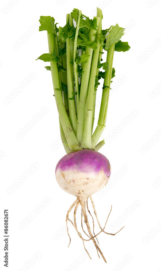 Patchwork Garden Organic Purple Top Turnip