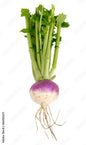 Patchwork Garden Organic Purple Top Turnip
