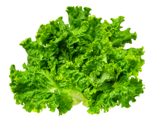 Lakeside Organic Green Leaf Lettuce Ontario 2 Bunches