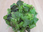 4 acres Lettuce leaf 150gm